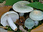 Russula virescens