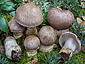 Cortinarius herculeus