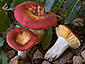 Russula rutila