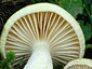 Hygrophorus lucorum