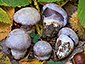 Cortinarius aurantiobasalis