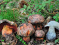 Boletus rhodopurpureus