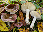 Russula cfr violacea