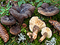 Lactarius picinus