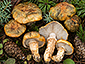 Tricholoma focale