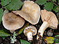 Lactarius luridus