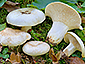 Lactifluus glaucescens