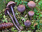 Cortinarius ionophyllus