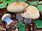 Cortinarius anserinus