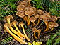 Craterellus lutescens