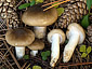 Hygrophorus latitabundus