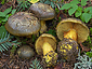 Cortinarius atrovirens