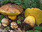 Boletus torosus