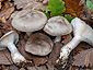 Clitocybe nebularis