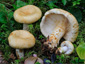 Lactarius leonis