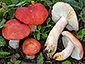 Russula persicina