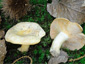 Lactarius illyricus