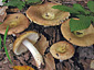 Russula cuprea