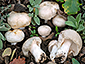 Russula pseudoaeruginea