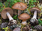 Cortinarius scaurus