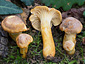 Cantharellus amethysteus