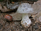 Amanita excelsa var. spissa