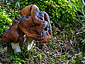 Gyromitra infula