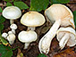 Hygrophorus discoxanthus