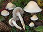 Hygrophorus gliocyclus