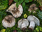 Russula albonigra f. albonigra