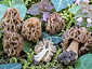 Morchella fusca