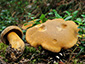 Suillus variegatus