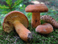 Lactifluus volemus