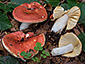 Russula laeta