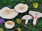 Lactarius pubescens