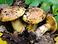 Cortinarius splendens