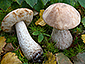 Leccinum holopus