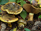 Cortinarius odoratus