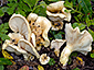 Lactarius flavoaspideus