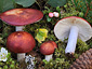 Russula vinososordida