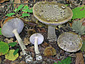 Amanita ceciliae