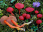 Hygrocybe coccinea