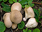 Lycoperdon atropurpureum