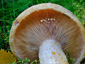 Lactarius repraesentaneus