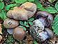 Cortinarius subpurpurascens