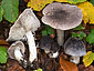 Tricholoma orirubens