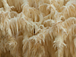 Hericium clathroides