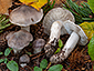 Tricholoma josserandii