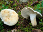 Lactifluus piperatus