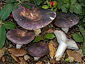 Russula grisea